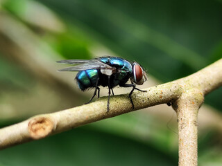 A hoverfly with red eyes and thin wings landed on the branch of a longan fruit tree. This type is...