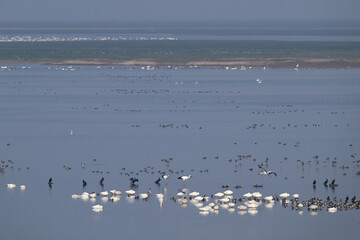 flock of seagulls on the beach