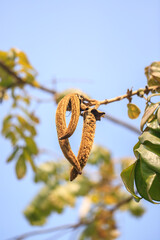 Dried Dolichandrone Seed Pods Hanging on a Branch Against a Pale Blue Sky