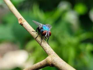 A hoverfly with red eyes and thin wings landed on the branch of a longan fruit tree. This type is often seen flying in kitchens and trash cans.