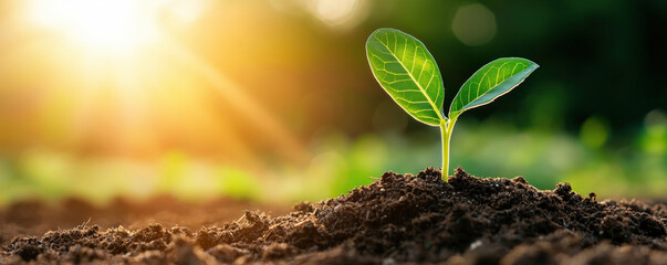 young plant growing in soil with sunlight and greenery