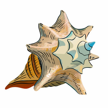 Large west indies lambi shell  white background Spiral seashell taken closeup vector  illustration