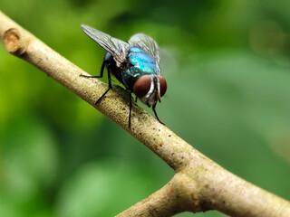 A hoverfly with red eyes and thin wings landed on the branch of a longan fruit tree. This type is often seen flying in kitchens and trash cans.
