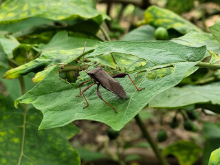 Leptoglossus zonatus is a species of aphid, a type of aphid. Leptoglossus zonatus dedang perched on...