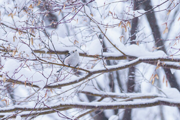 シマエナガ　Winter fairy in Hokkaido