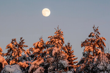 A full moon rises over snow-covered evergreen trees basking in golden sunset light. Winter...