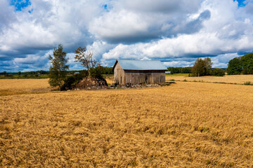 Weathered wooden barn standing amid golden wheat fields under a dramatic Finnish summer sky. The rural landscape captures the essence of Finland's agricultural heritage with a dramatic cloudscape - obrazy, fototapety, plakaty