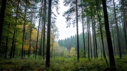 Obraz premium Misty Forest Landscape Capturing Tranquil Nature in Early Autumn : Generative AI