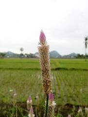 Pink flower blooms in a rice paddy field, ideal for
nature articles, gardening blogs, floral
backgrounds, wallpaper designs, and
farm related visuals.