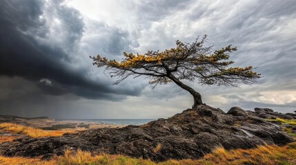 Lone Tree On Rocky Outcrop Under Dramatic Stormy Sky