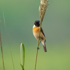 amur stonechat sitting on a tree