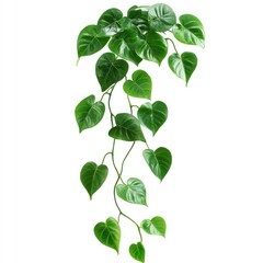 Hanging Heart-Shaped Plant Vines