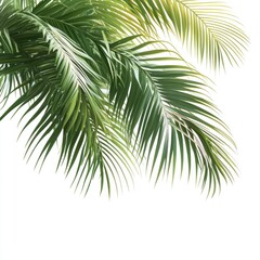 Naklejka premium Tropical Palm Fronds Against White