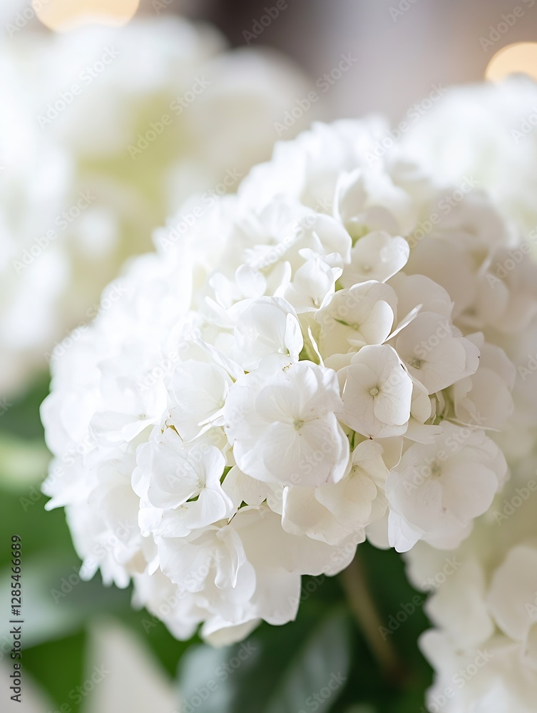 Poster beautiful close up of white hydrangea blooms in soft focus : generative ai
