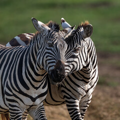 zebras running on savanna, ngorongoro tanzania
