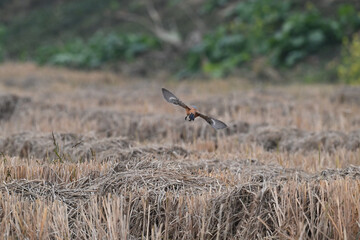 red tailed hawk in flight
