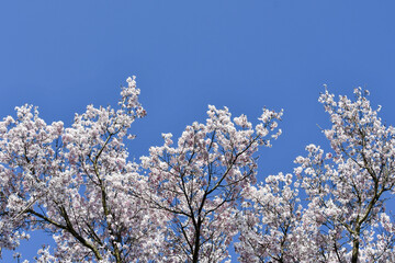 桜「越の彼岸桜」