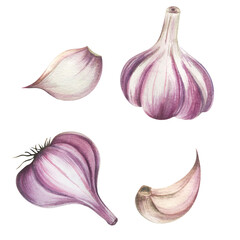 watercolor colorful garlic. Set sketches with cut garlic and clove of garlic. illustration isolated on white background.Design for kitchen, packaging, textiles, menus
