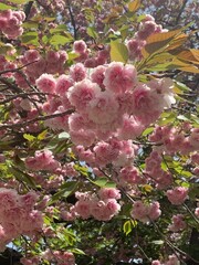 Cherry blossoms in full bloom, showcasing delicate pink and white petals. A symbol of renewal and fleeting beauty, perfect for serene landscapes or seasonal celebrations.
