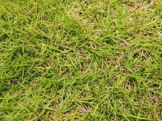 Lush green grass with some dry patches, perfect for backgrounds, textures, and nature-themed designs. High-resolution close-up of natural turf with vibrant greenery and organic details.