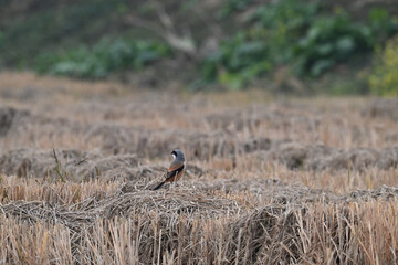 black winged blackbird