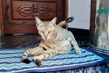 インド　野良猫の毛繕い