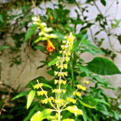 Flowers from basil plants