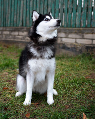 Siberian husky sitting on the street. The dog looks uphill. Dog training. The photo is vertical and blurry
