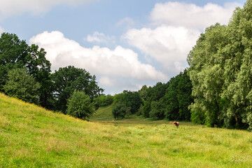 Scenic countryside meadow with grazing cow
