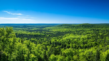 Naklejka premium Forest canopy view, sunny day, high elevation