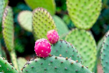 Cactus garden showing many types of cacti