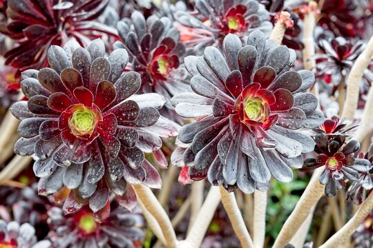 The beautiful plant Aeonium arboreum var. atropurpureum has a black shiny flower