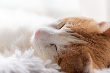 窓辺で眠る可愛い猫　茶トラ白	