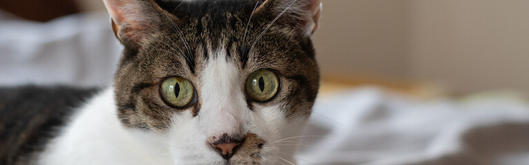 ベッドの上で寝転がる可愛い猫　キジトラ白