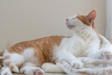 お気に入りの場所でくつろぐ可愛い猫　茶トラ白