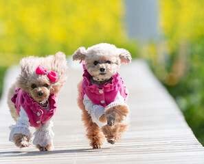 歩道を走る可愛い二匹の犬