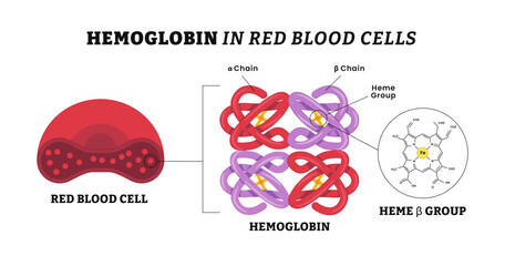 Hemoglobin in red blood cell structure anatomy diagram, schematic visual model of oxygen-binding proces, labeled alpha, beta, chain, Heme groups, &alpha; and &beta; subunits, ron atoms and oxygen molecule