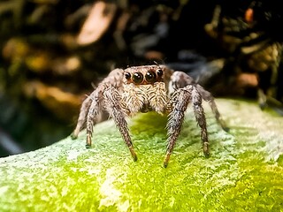jumping spider (Marpissa muscosa), spiders, close-up