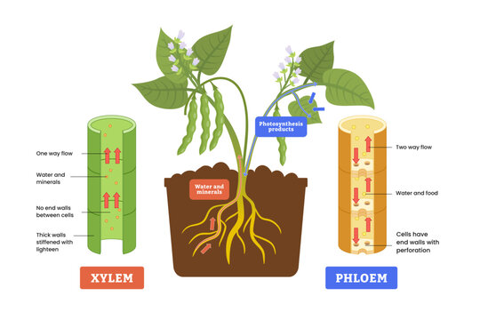 Xylem and phloem diagram process, Labeled water, nutrient and mineral transportation scheme, biological translocation process, living tissue n vascular plants. Photosynthesis products.