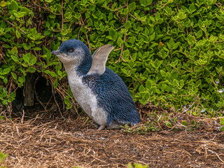 Fairy Penguin Outside Burrow Wings Up