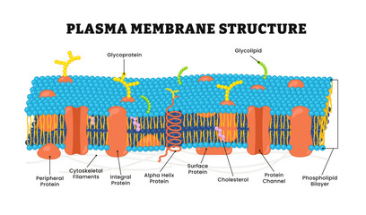 Plasma cell membrane structure anatomy diagram model, Cell cytoplasmic membrane structure, labeled glycoprotein, glycolipid, phospholipid, bilayer, cytoskeleton, protein, alpha helix
