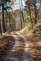 Obraz premium Peaceful Forest Pathway Covered with Autumn Leaves : Generative AI