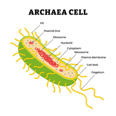 Archaea or archaebacteria structure anatomy microbiology organism parts explanation, labeled pili, plasmid, DNA, ribosome, nucleoid, cytoplasm, mesosome, plasma, membrane, cell wall, flagellum