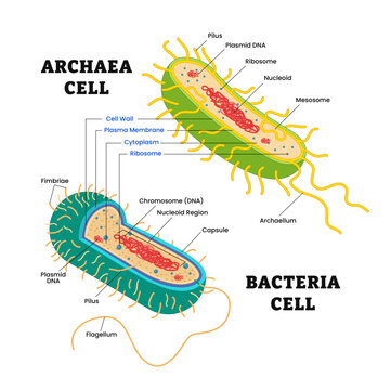 Difference Bacteria cell or prokaryote structure anatomy versus Archaea or archaebacteria structure anatomy, labeled fimbriae, plasmid, capsule, flagellum, pilus, ribosome, chromosome.