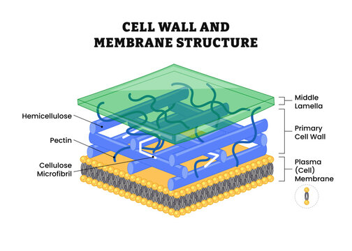 Cell wall structure anatomy with plant cellular parts, labeled model component hemicellulose, pectin, middle lamella, cell wall, plasma, cell membrane, cellulose, microfibril. Vector illustration.