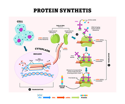Protein Synthesis Diagram Process, labeled transcription, translation process, cycle explanation. How body creates protein chain from cytoplasm, made of rRna, cytoplasm, nucleus, dna, mRna.