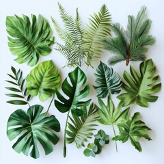 Tropical leaves arrangement on white