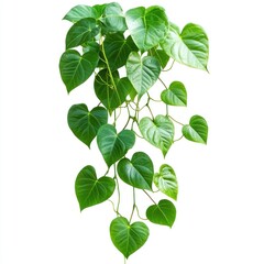 Lush Heart-Shaped Hanging Vines