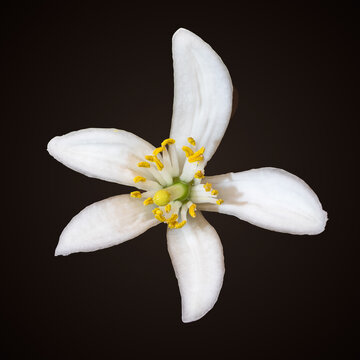 Cut out macro photo of the white blossom of a lemon tree flower