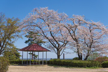 日本：物見山公園の桜と四阿【岩殿丘陵】埼玉県東松山市